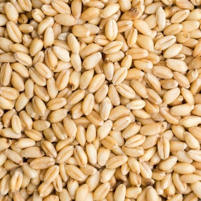 Wheat